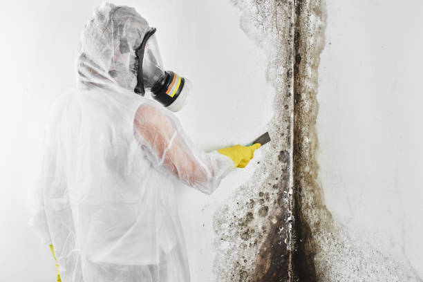 Best Health and Safety Mold Remediation in Homerville, GA